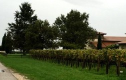 Vie di Romans, i Sauvignon col silenziatore (1)