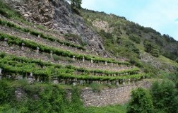 Vigneti con Muretti a secco Editoriale Daniele Cernilli dirmato doctorwine