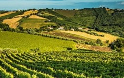 vigne mario lucchetti