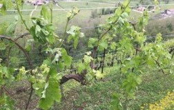 Proseccapocalypse: ovvero, la grandinata a Valdobbiadene