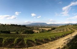 vigneti Montefalco