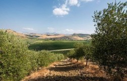 Vigneti a Cirò Calabria Librandi