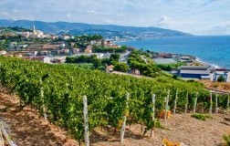 vigneti liguria riviera di ponente