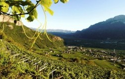 vigneti alto adige sudtirol