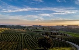 Grillo, anima bianca della Sicilia moderna