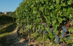 Vigneti barbera piemonte - marchesi alfieri