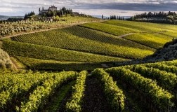 Vigneti Chianti Rufina Nipozzano