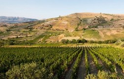 Vigneti Cirò Calabria