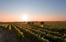 Vigneti Conti Zecca