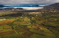 Vigneti nel Casertano