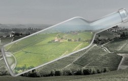 Vigneti Pio Cesare Langhe