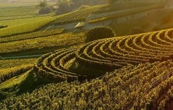 vigneti pomerol bordeaux