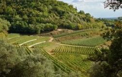vigneti soave