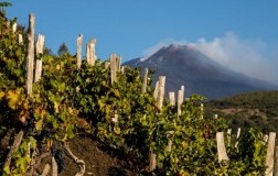 vigneti sull'Etna