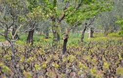 vigneti tenuta chiaromonte primitivo gioia del colle muro sant'angelo contrada barbatto