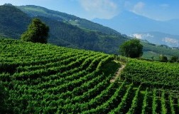 Vigneti Trentino