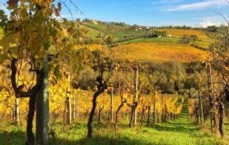 Polisia dei Vigneti Vallorani, originale Rosso Piceno