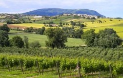 Vigneti Verdicchio