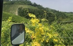 Vigneti Valter Massa Vigneti Massa Piemonte