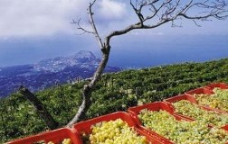 vigneto Ischia