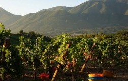 vigneto falanghina