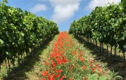 vigneto cantina della vernaccia con papaveri