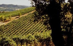 Vigneto Malvasia Lusenti