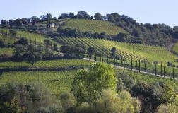 Vigneto Col di Bacche