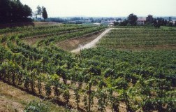vigneto pinot bianco zuc di volpe pasini italia