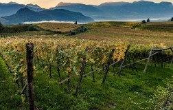 Vigneto Schiava Vernatsch