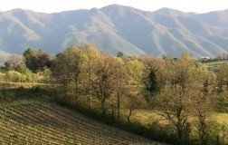 Vigneto Val di Comino