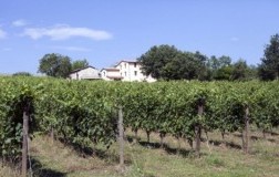 vigneto verdicchio di matelica d'antan cantina cavalieri marche