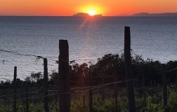 Vigneto Azienda Agricola SanGiovanni Cilento