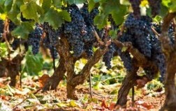 vigneti nero d'avola