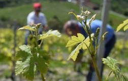 Vini agricoli, ecosostenibilità ambientale, vigneti