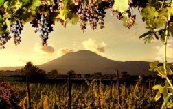 Amarcord Campania Felix (2): White wines and single-grape Aglianico