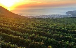 Cantine di Crateca Ischia panorama vigneti