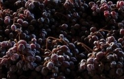 Vini dolci (3): il Nord Italia