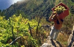 Il prezzo del vino viticoltura eroica