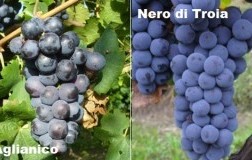 Vitigni Aglianico e Nero di Troia