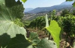 Vitigni Irpini progetto Adotta una vite