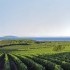 Bolgheri panorama con vigneto