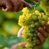 vendemmia grappolo uva bianca