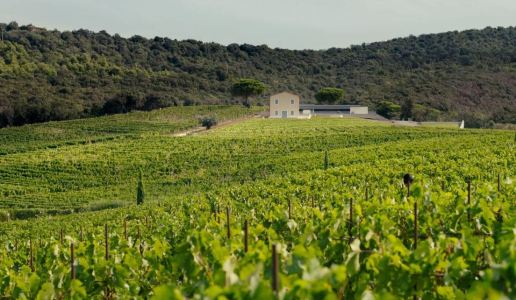 Masseto vigneto merlot Bolgheri